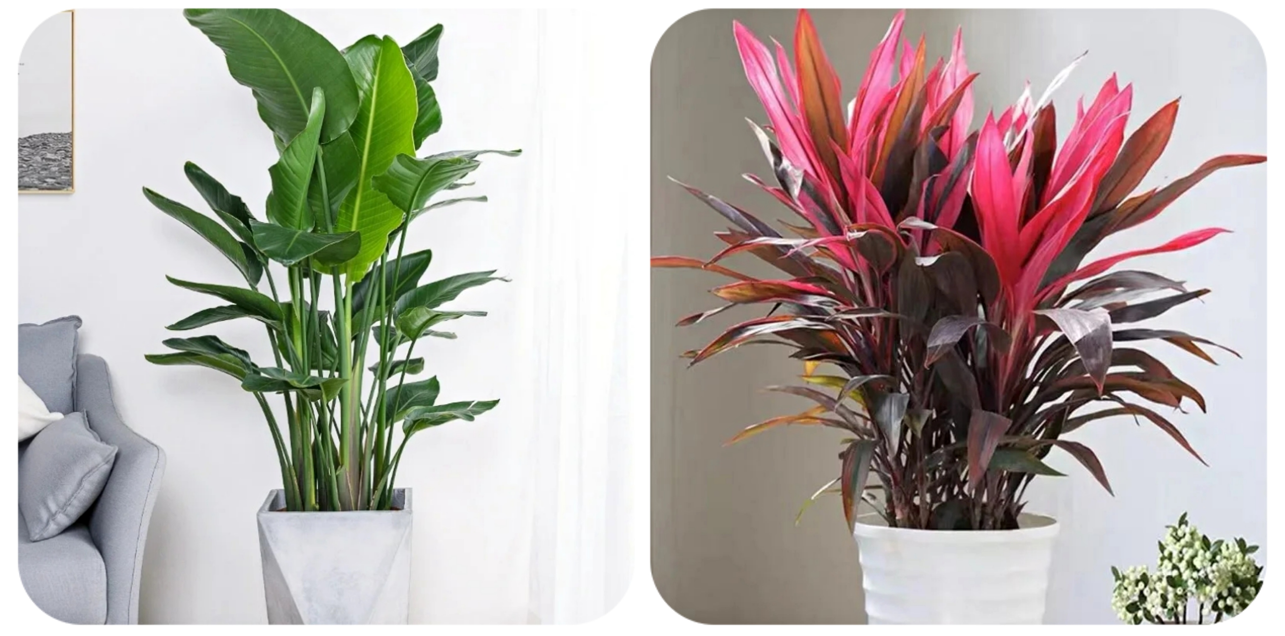 100个阳台养什么花好,100种阳台养的花草