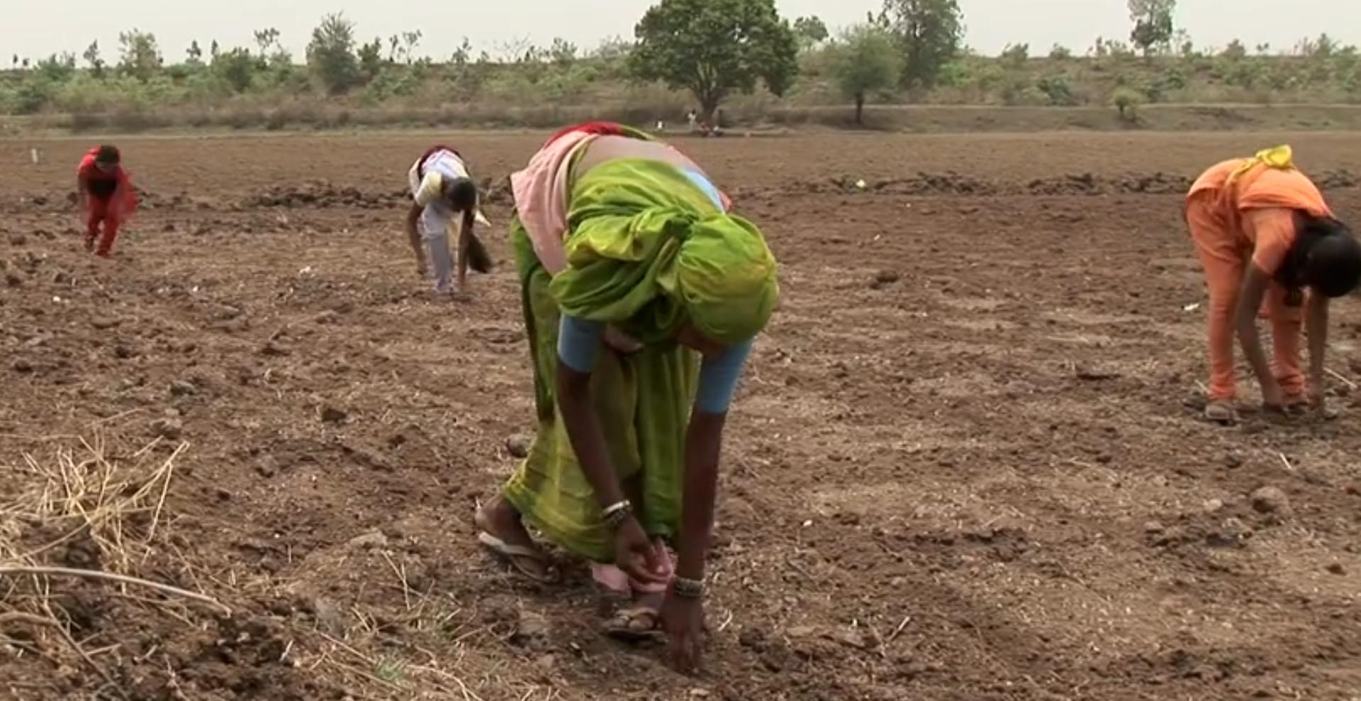 1斤洋种子能买1辆法拉利？进口种子受制于人，如何才能打破僵局？