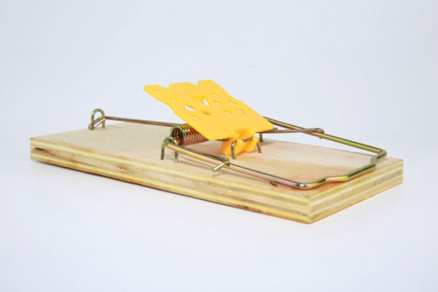 老鼠的报复性有多强,老鼠为什么会遇到威胁咬死同类