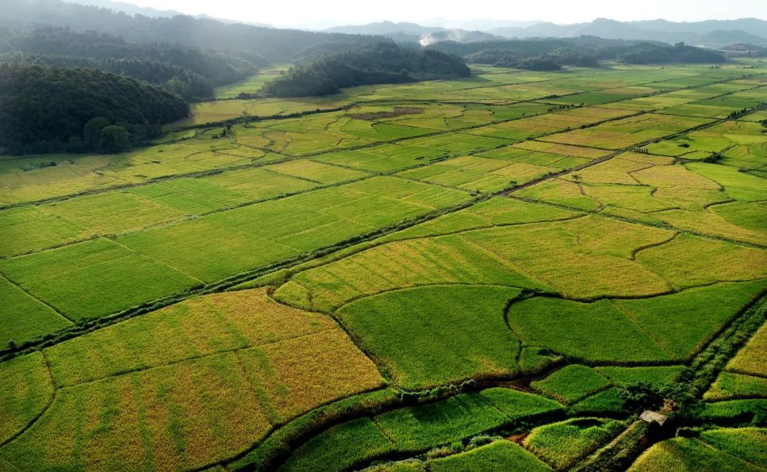 【上饶天下SHOW之万年县】上饶“一粒米”品牌价值96亿元!