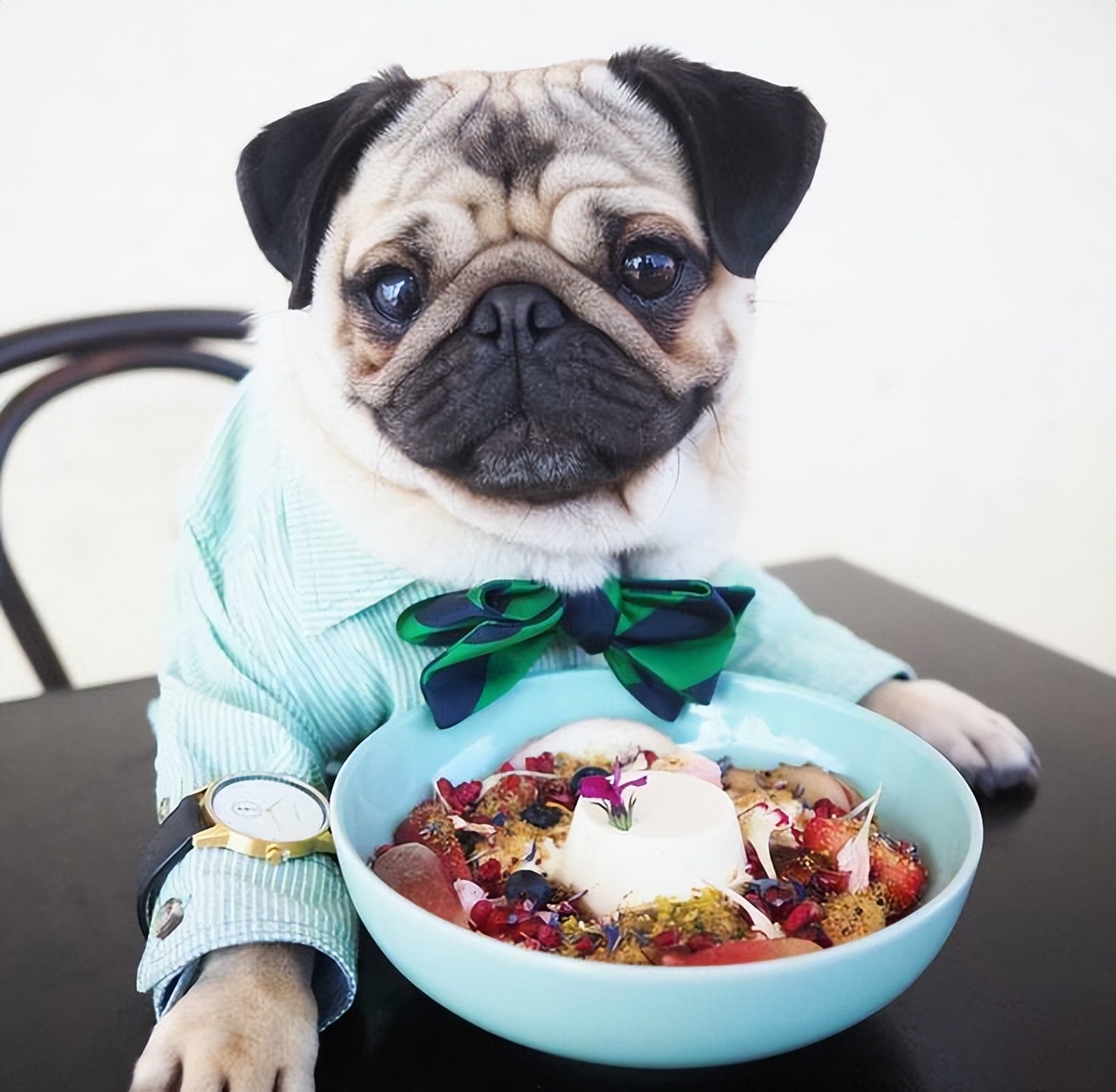 巴哥犬后腿无力是什么原因,巴哥犬不吃东西是怎么回事