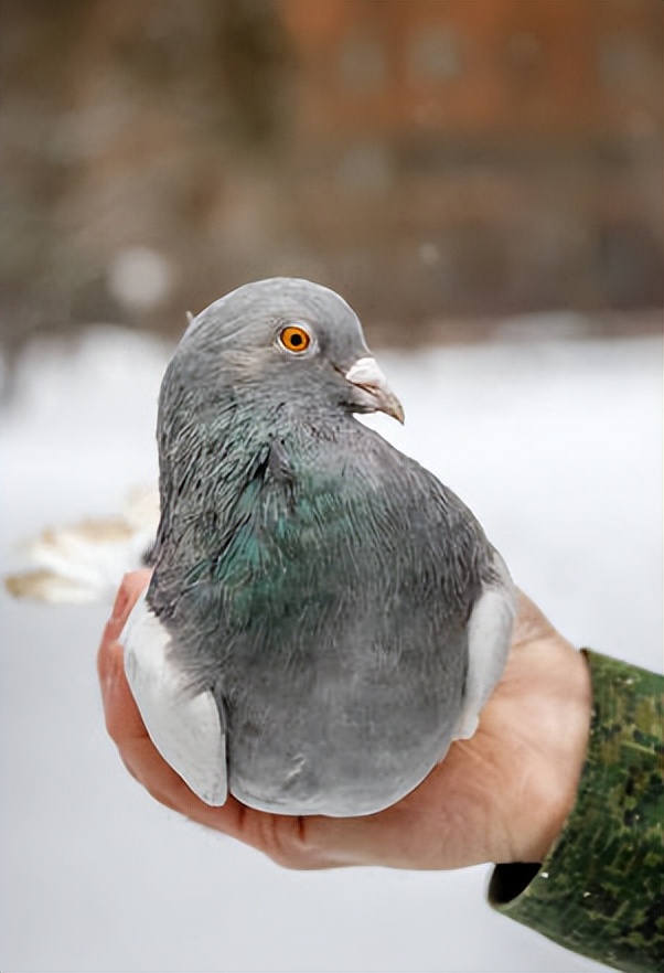 张朝林,张朝林作品