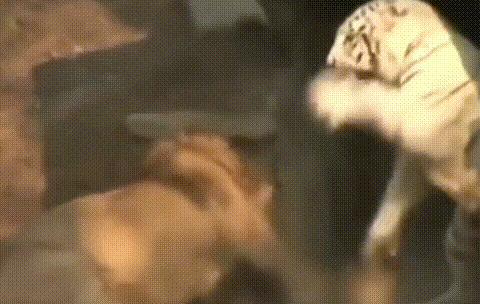 林志玲为什么越来越像日本贵妇,林志玲越来越像日本贵妇