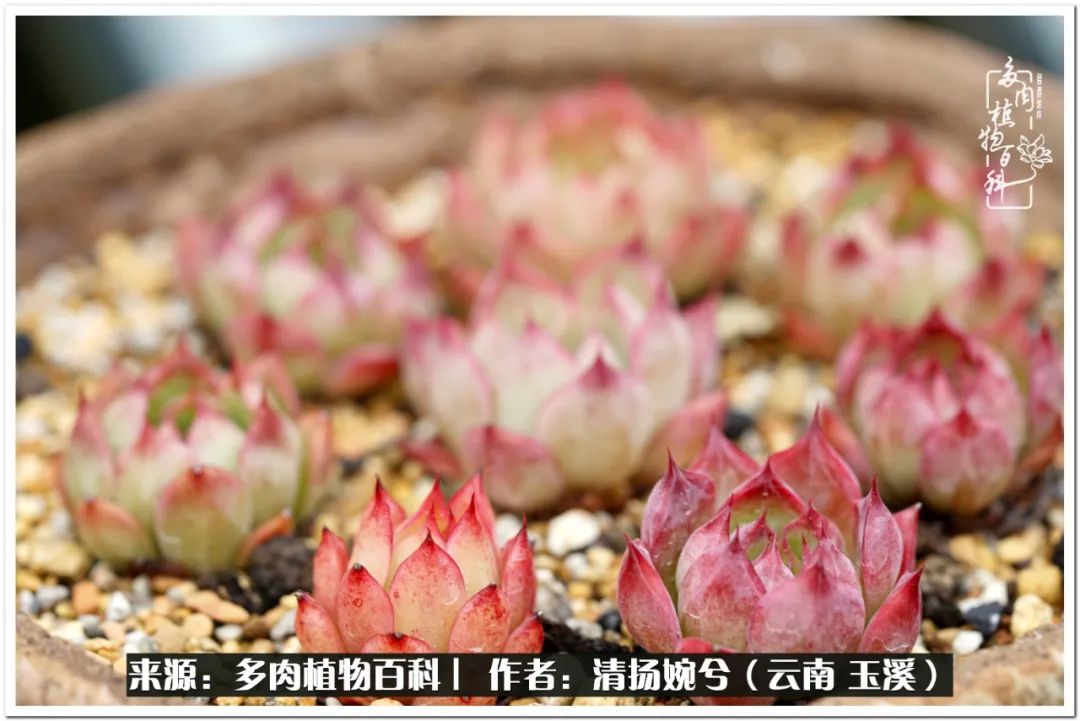 夏天好养颜值高的多肉,可爱的小多肉