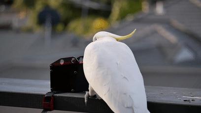 人鸟大战不断升级，想阻止鹦鹉乱翻垃圾桶太难了
