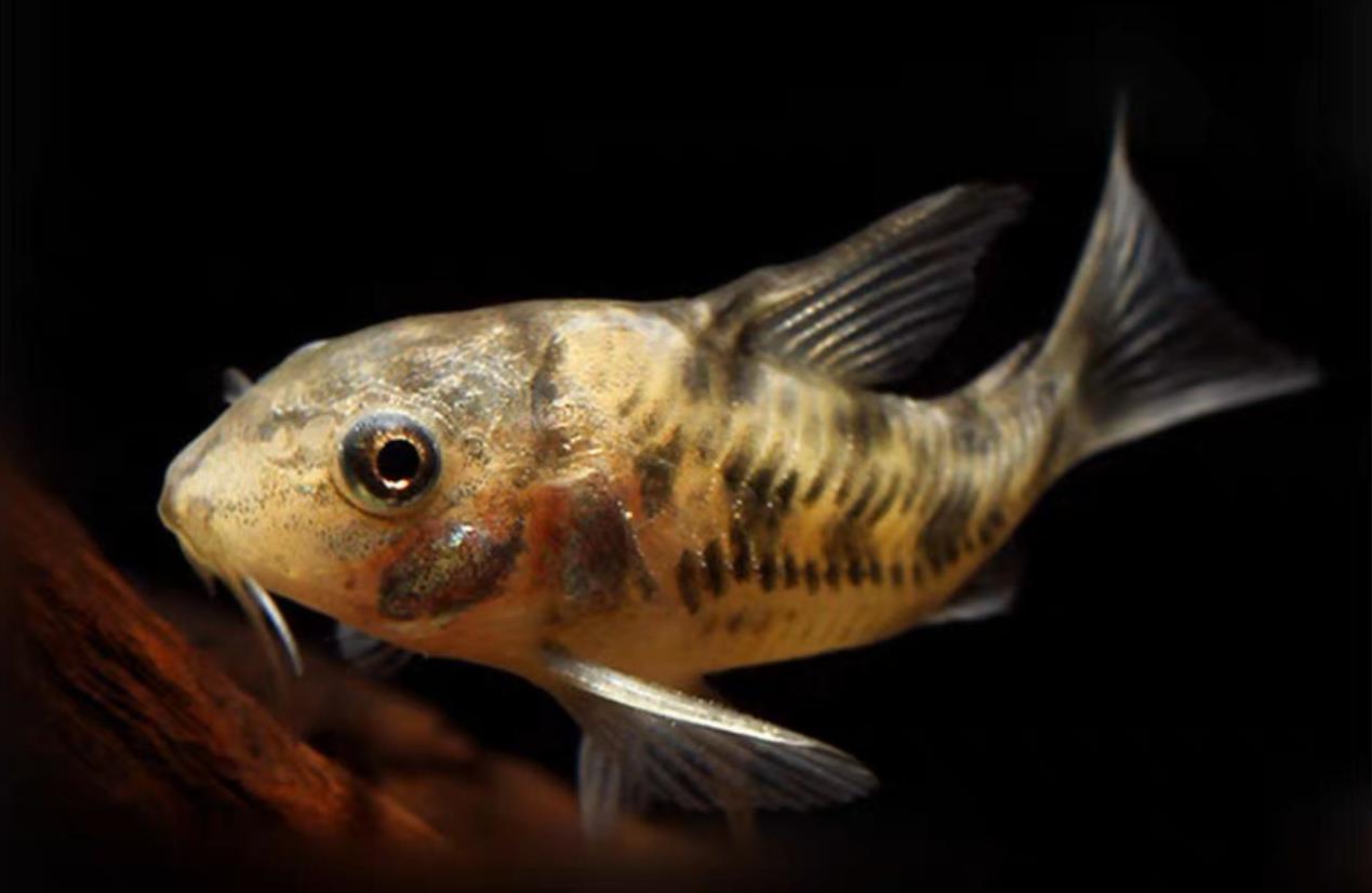 小型空鱼缸用什么清洁鱼,罗汉鱼缸放什么清洁鱼