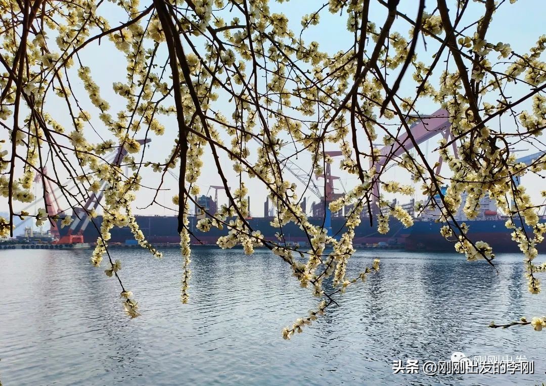 去大连看桃花是在几月份,大连哪里适合看金丝桃花