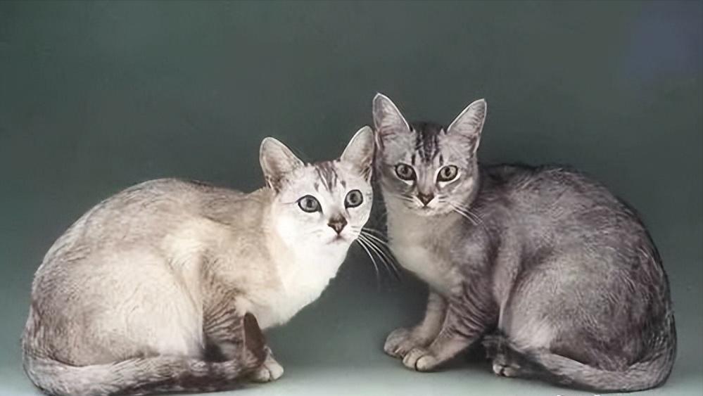 养猫首选这5种猫不仅忠诚还好养,养猫首选这8种猫