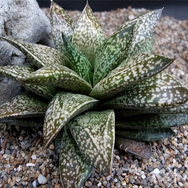 102个大类近500个多肉植物图片，都极其美丽，建议在家中也养一盆