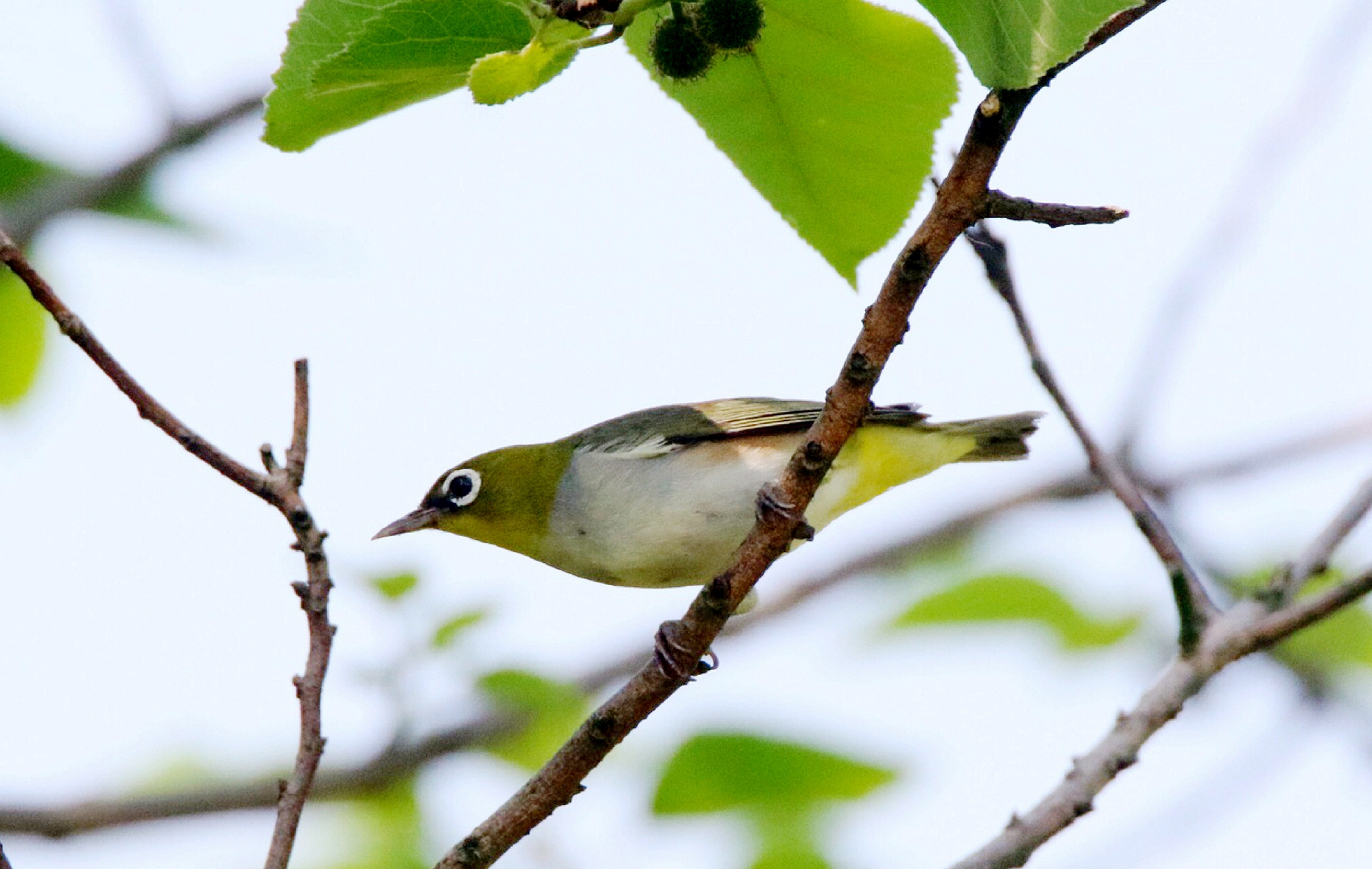打油诗回忆往事,打油诗今日复明日