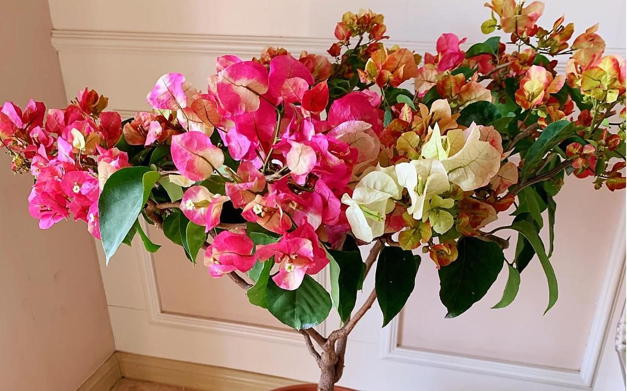 10种公认最好养的花三角梅,十种勤花三角梅