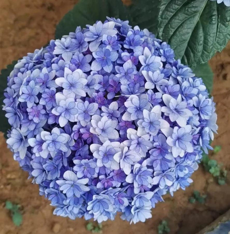 格桑花的花语经典片段,格桑花的花语