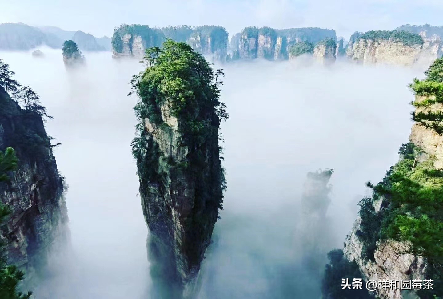 张家界莓茶哪个品牌是老字号,张家界的莓茶什么味道