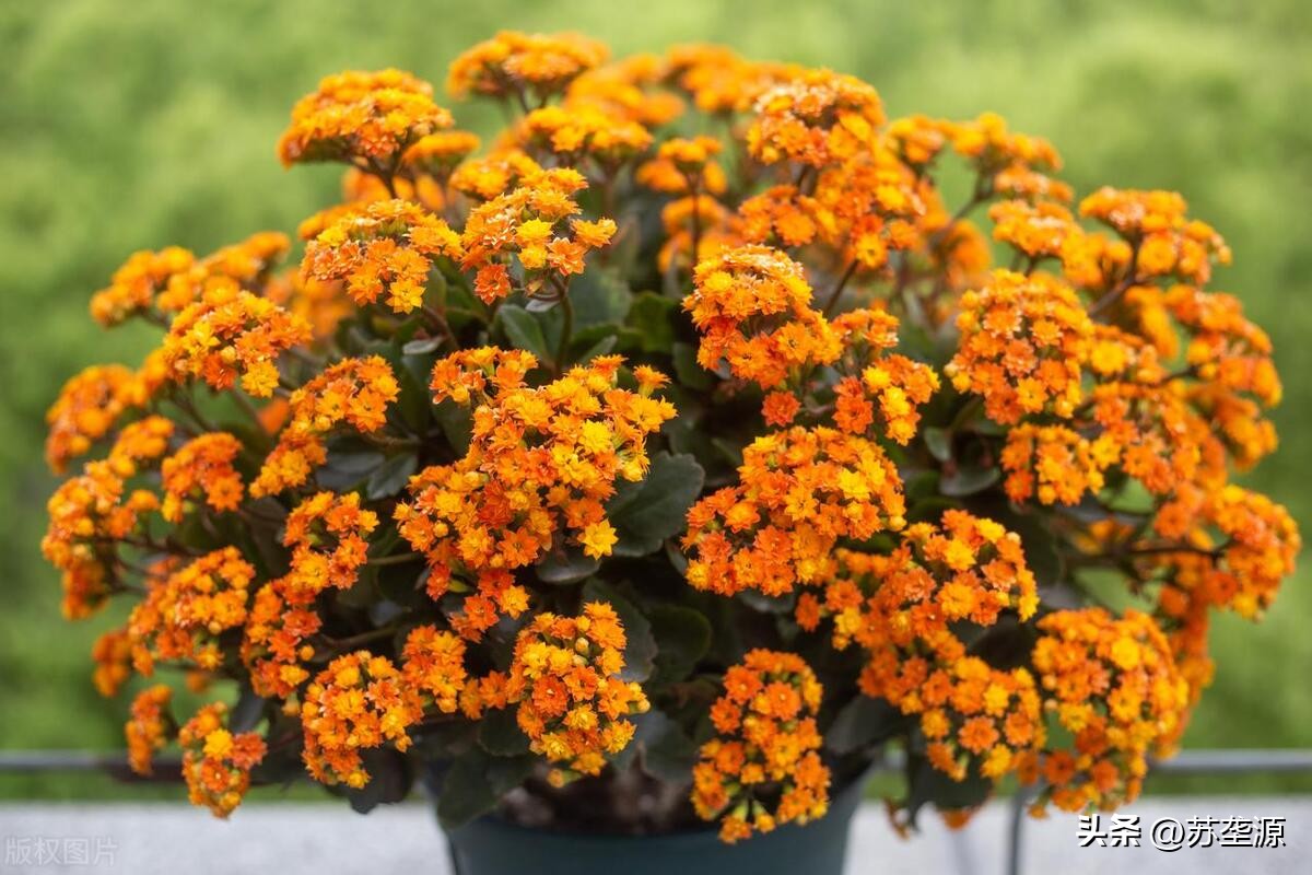 黄白花的长寿花品种,长寿花圣诞节还没长花苞