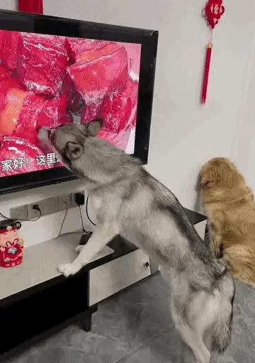 狗子看猫咪很轻松地就上去了，也学着来，结果把猫咪的窝给砸了