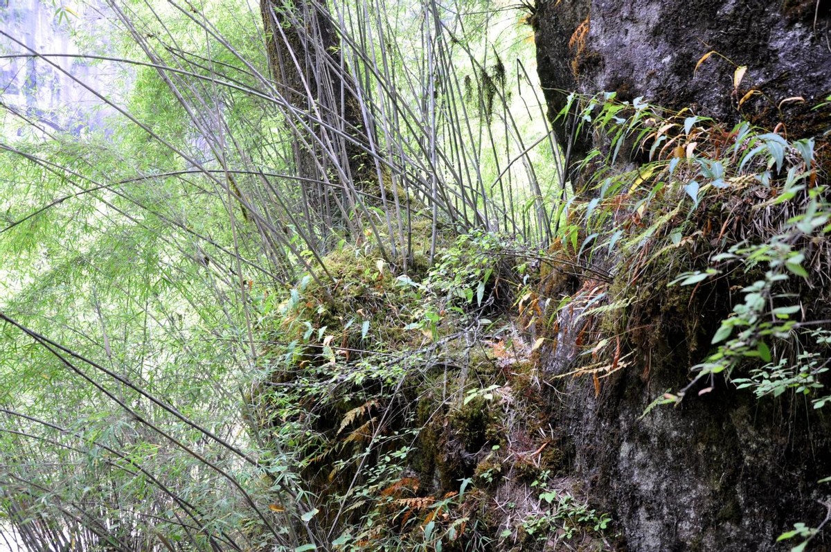 林芝旅游攻略在318国道,林芝318人间仙境