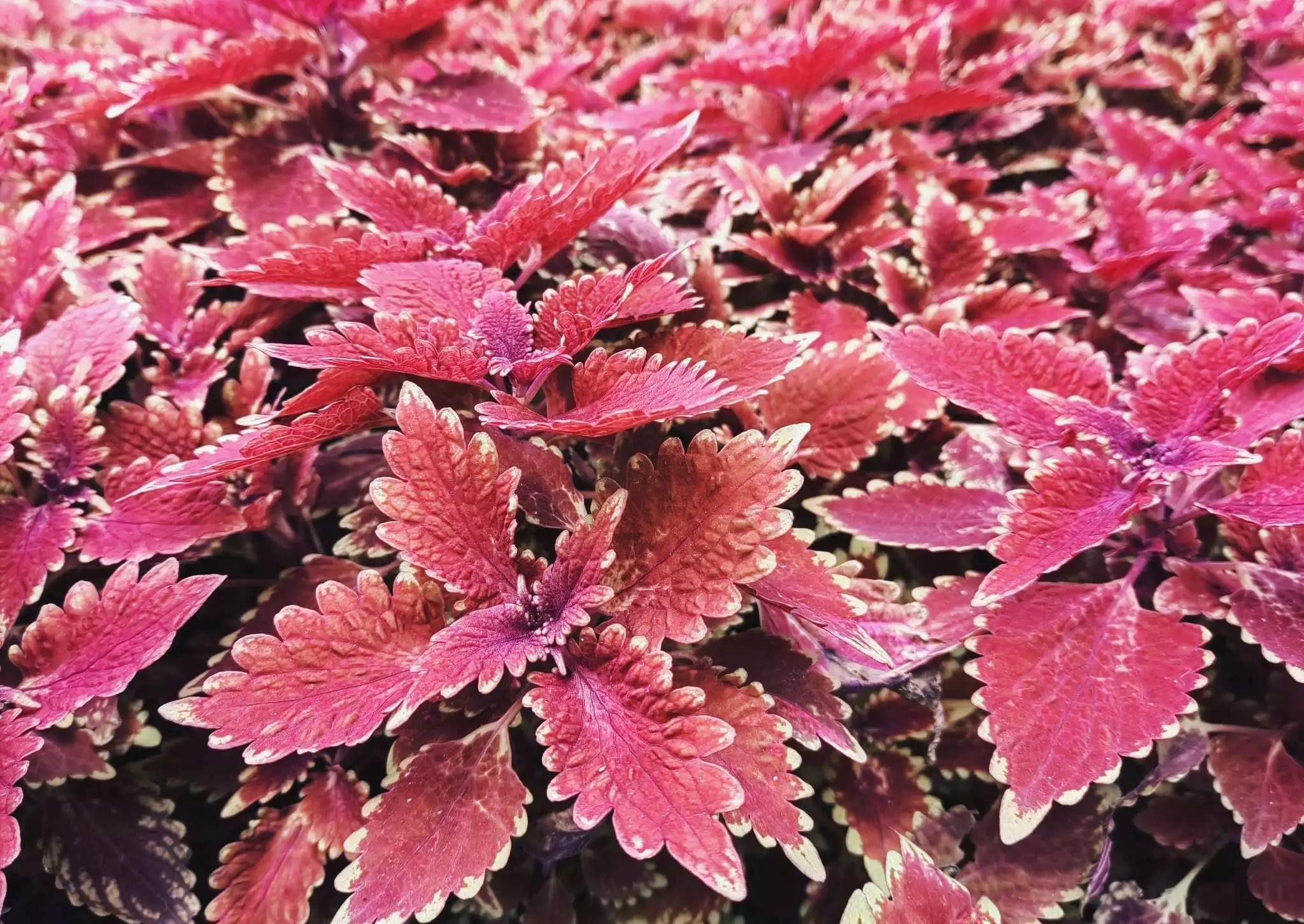 认识各种花的花名,认识各种花的名称