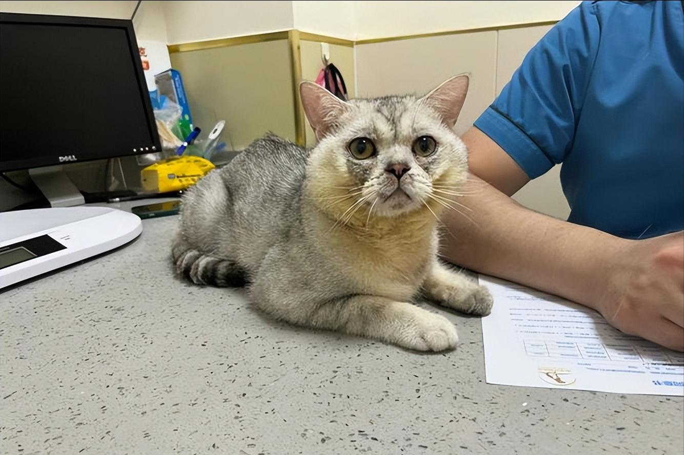 什么原因会造成猫咪毛发越来越黄,猫咪毛发颜色变黄了怎么办