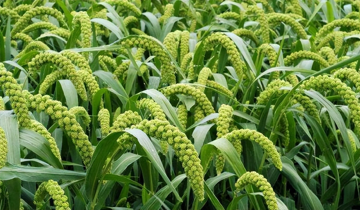 谷子高产种植技术要点,谷子高产的种植方法