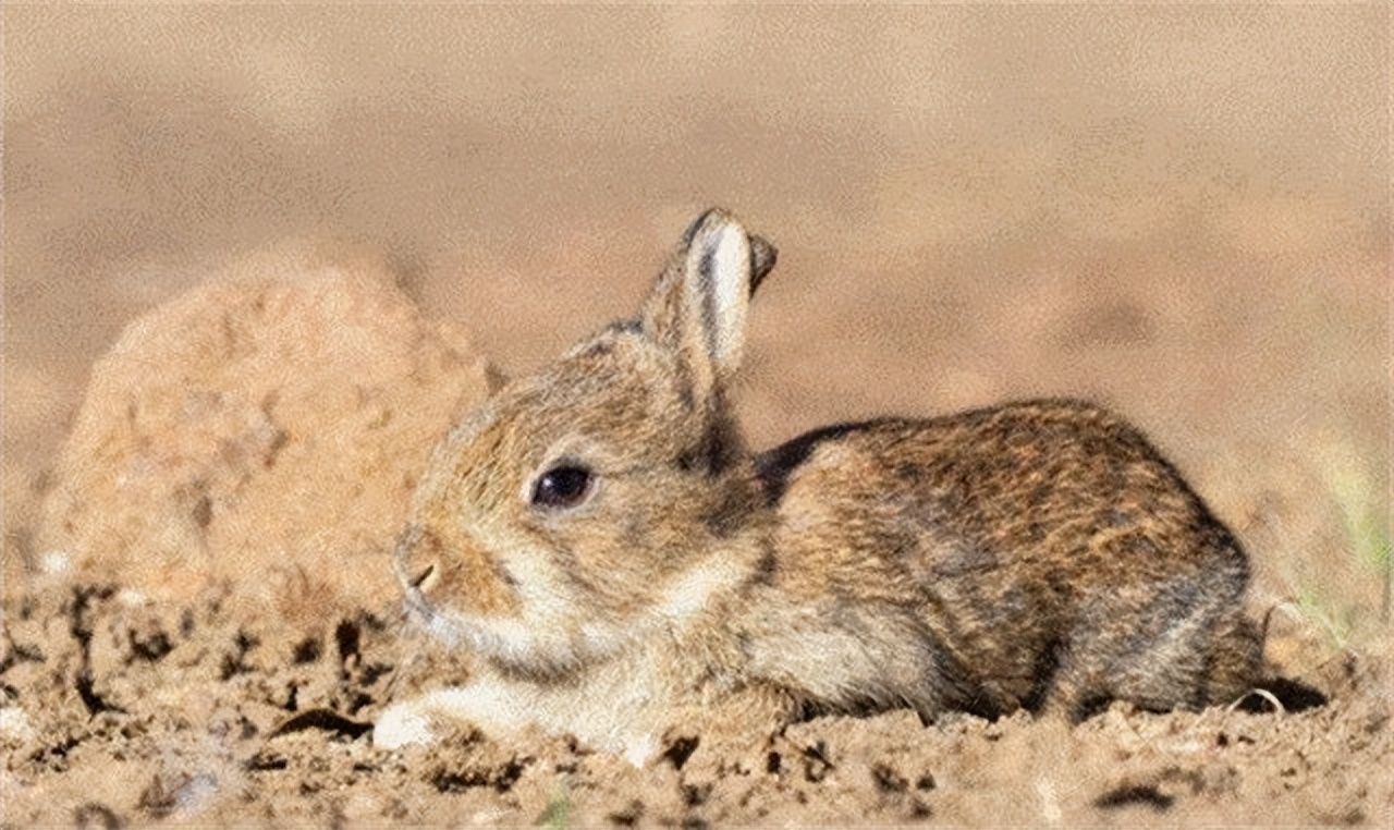 澳大利亚野兔泛滥成灾的原因,澳大利亚的野兔成灾结局