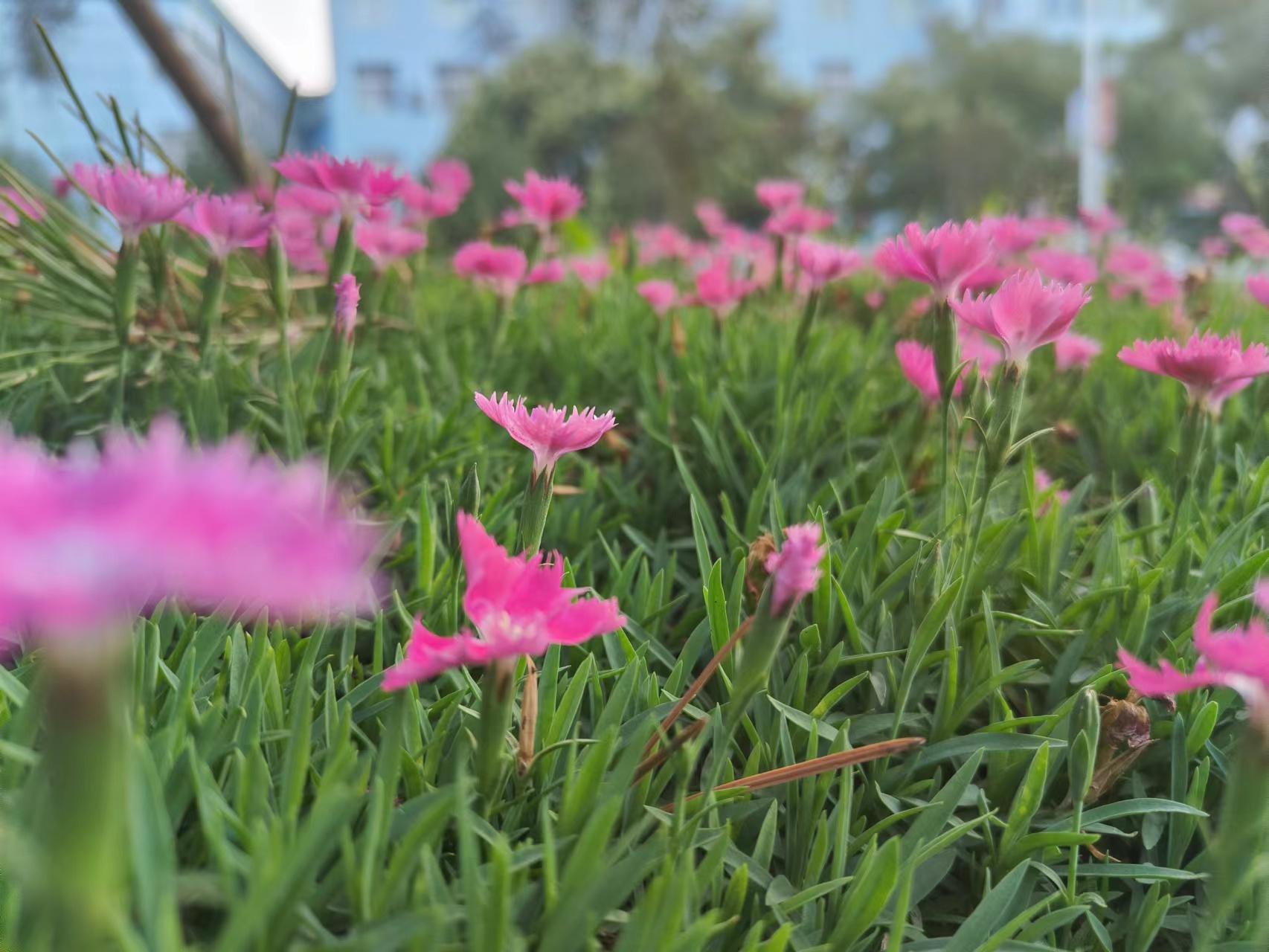 一加acepro10倍变焦广角主摄在哪,一加acepro拍照能力