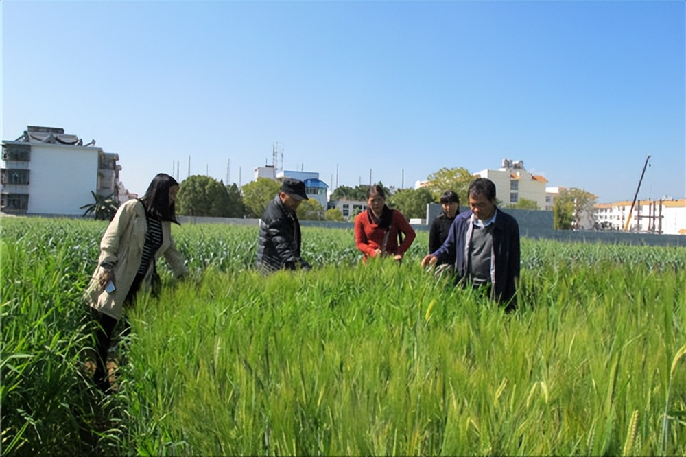 大麦生长的养分,大麦的生长期分为哪几个阶段