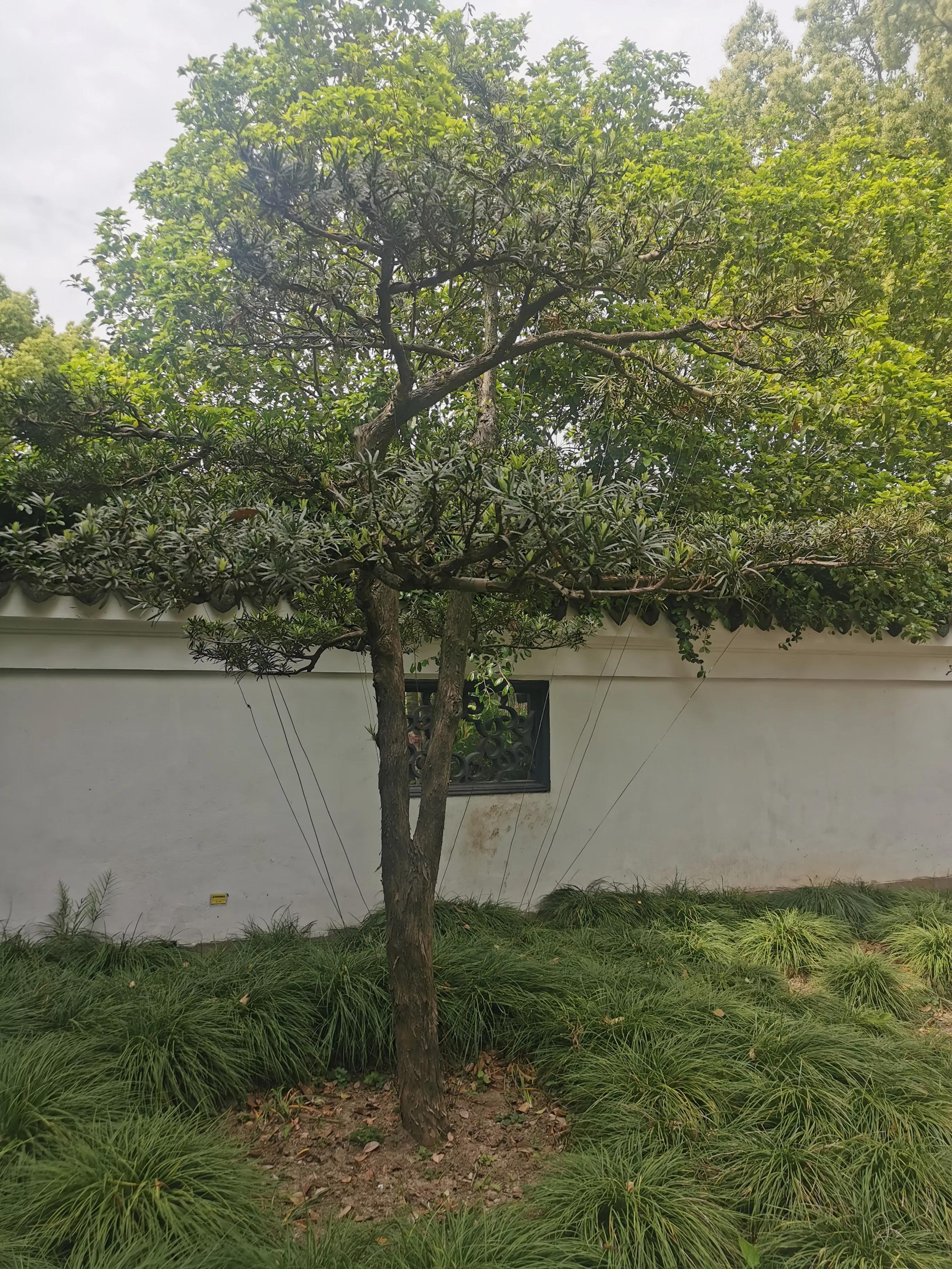 上海园林古猗园,上海古猗园留下美丽景色