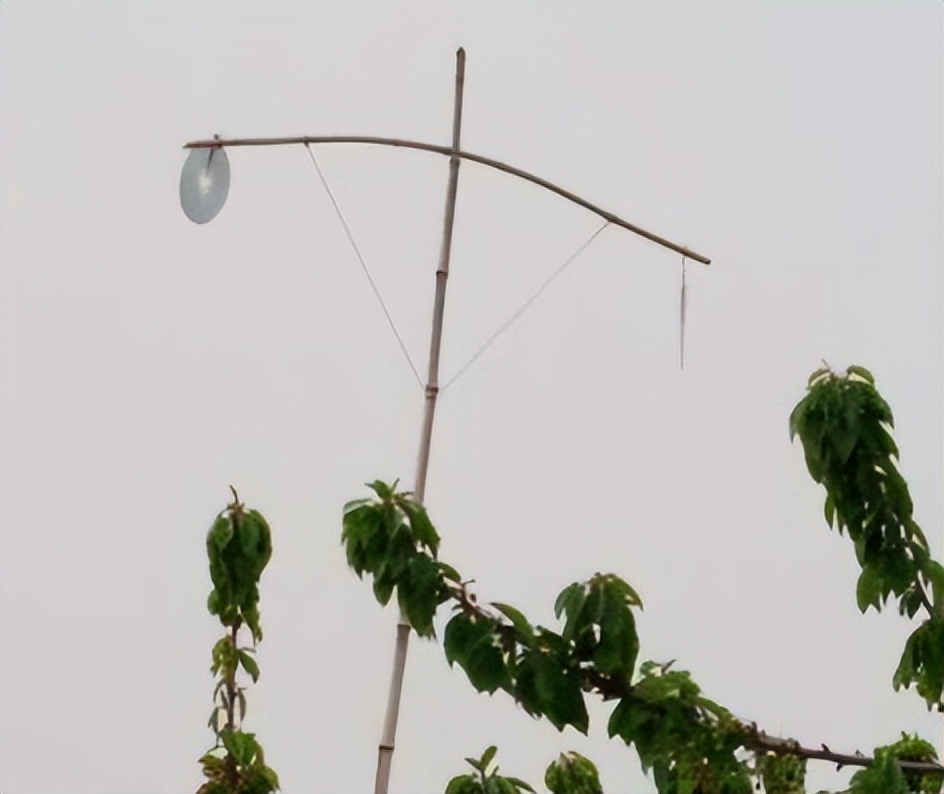 防止鸟偷吃的最好方法,怎样可以驱赶鸟类偷食庄稼