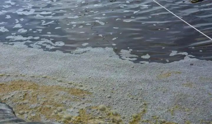池塘油膜最佳治疗方法,水产如何处理青苔藻类