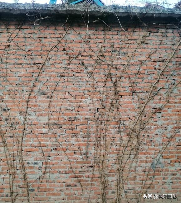 农村见到这2种花，一定要铲除，招蛇虫蚊蚁，严重破坏墙皮