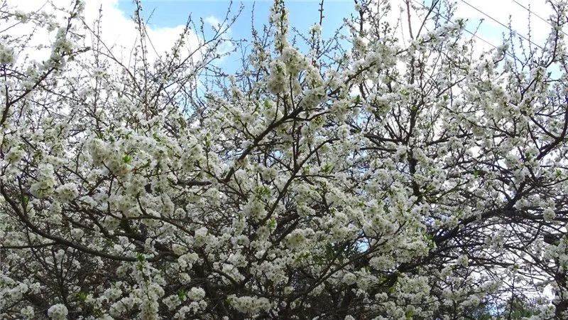 赏花来这里这是云南的专属浪漫,五月来昆明遇见紫色花海