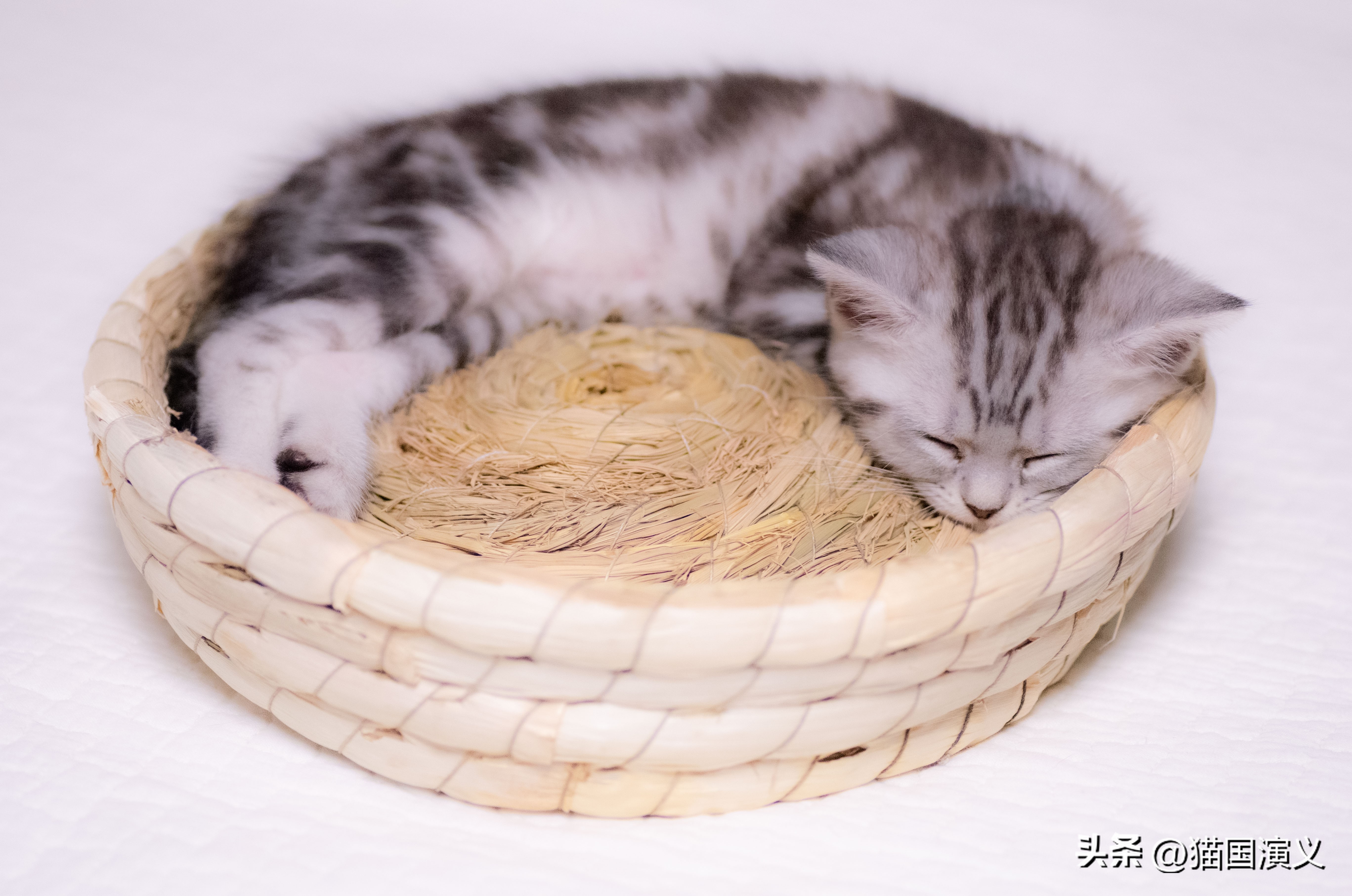 怎么让猫咪熟悉自己的猫窝 (猫咪适合什么样的猫窝)