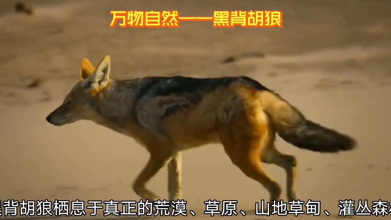 野生动物世界视频胡狼,圣地亚哥野生动物园黑背胡狼