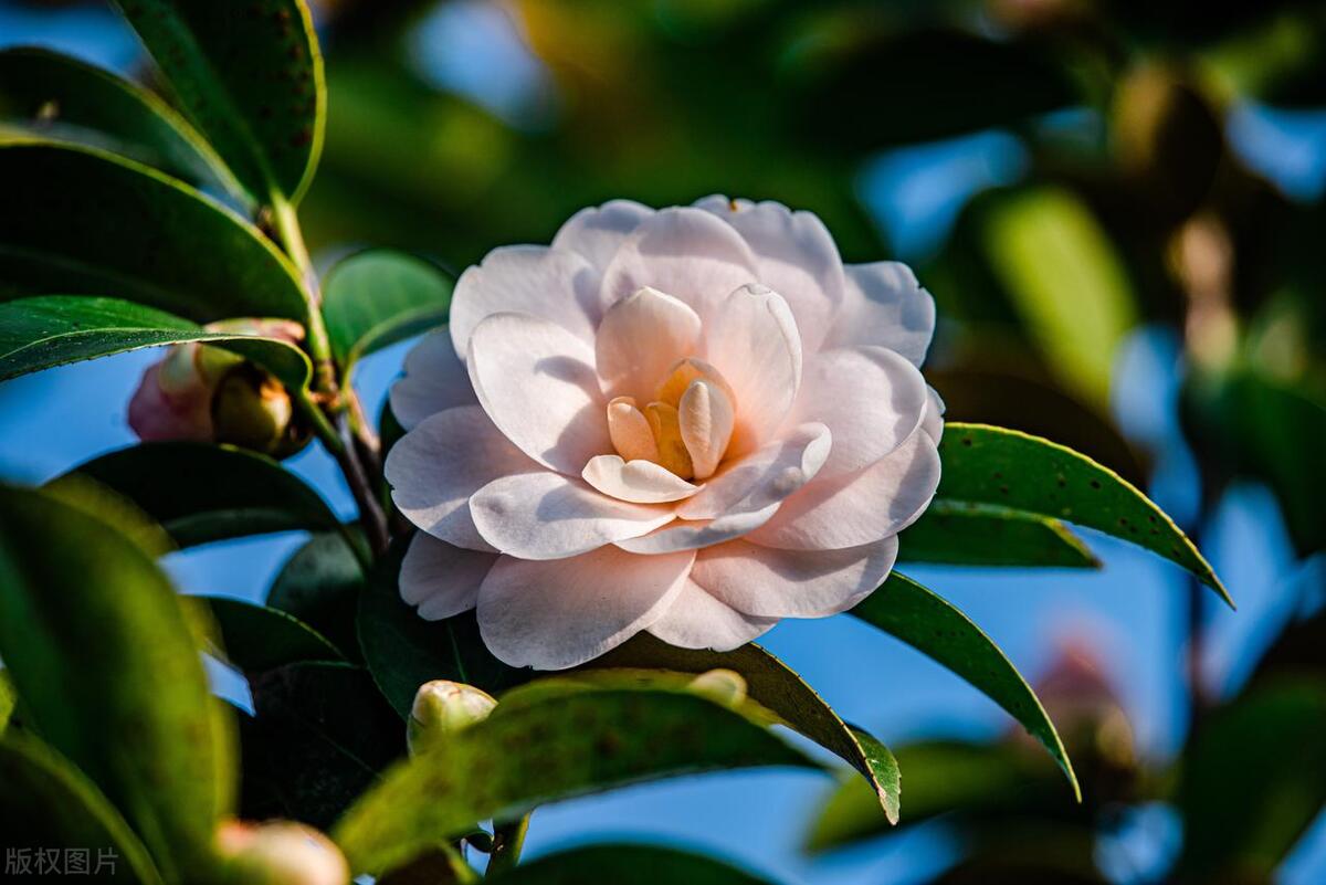 反诈电话提醒是真是假,电话智能反诈功能