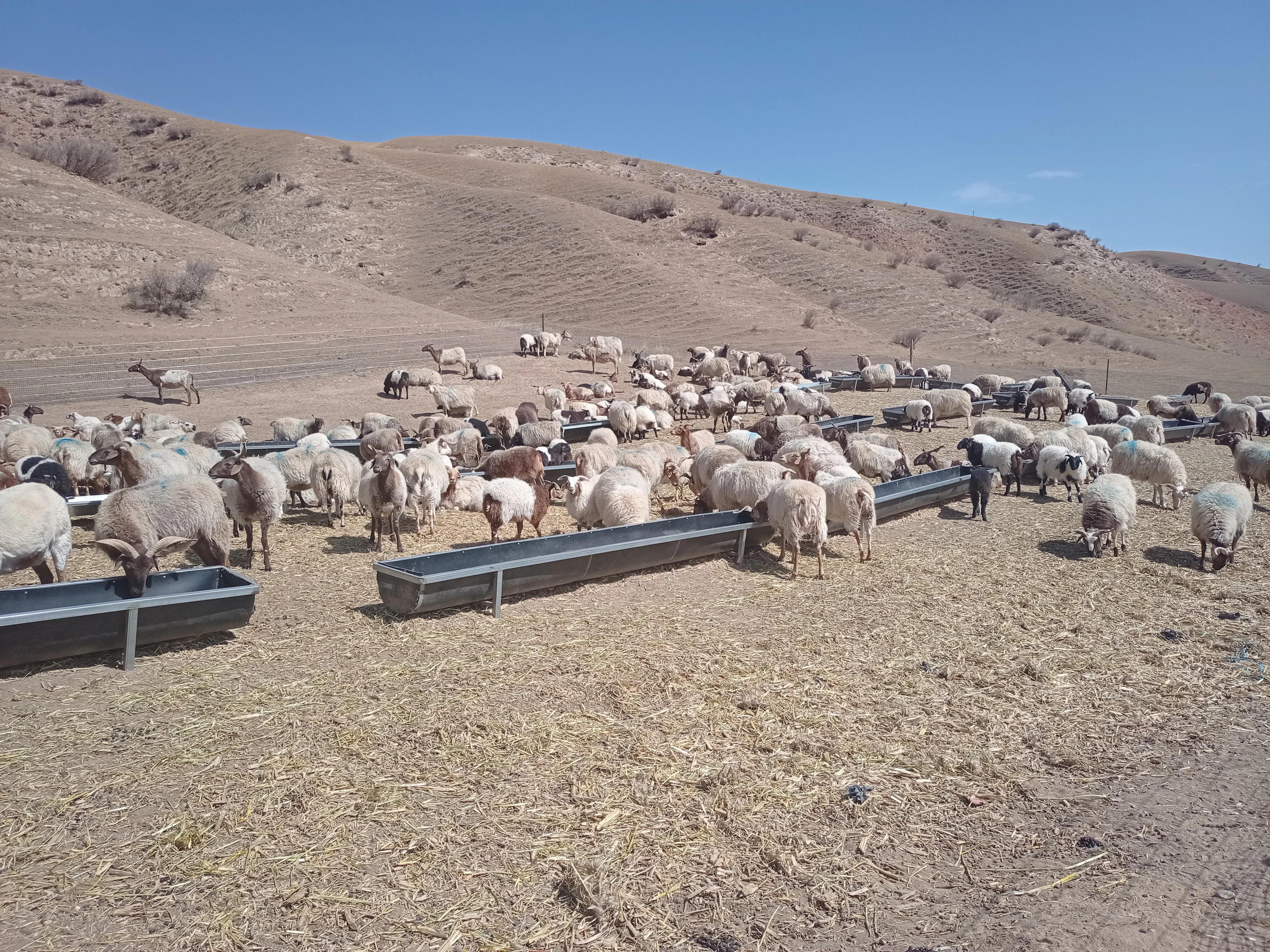 农村家庭养羊应注意的几大问题,新手养羊这五点一定要了解