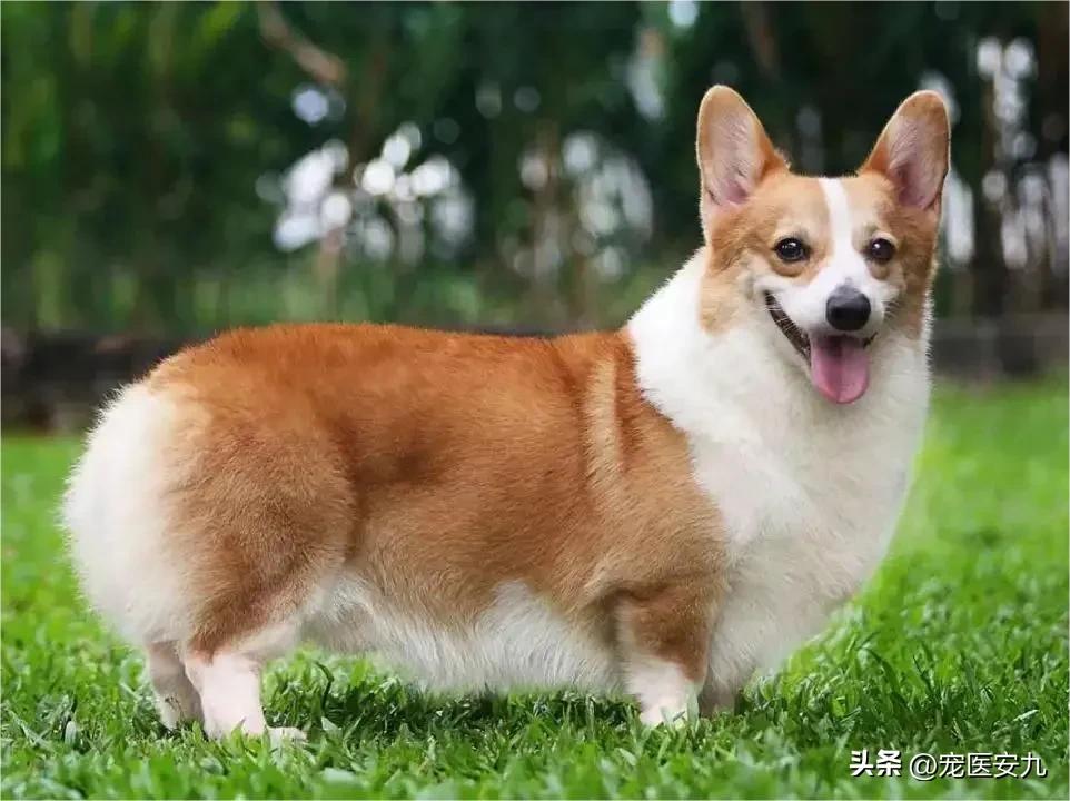 怎么预防狗狗得菜花瘤,狗狗菜花瘤传染人吗