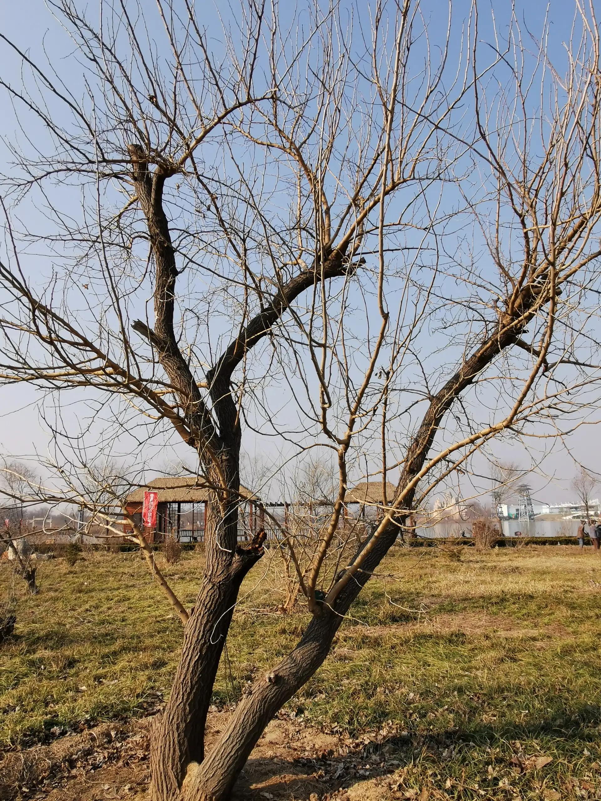寰峰窞榛勬渤鏁呴亾妫灄鍏洯,寰峰窞澶忔触寰风櫨娓╂硥灏忛晣