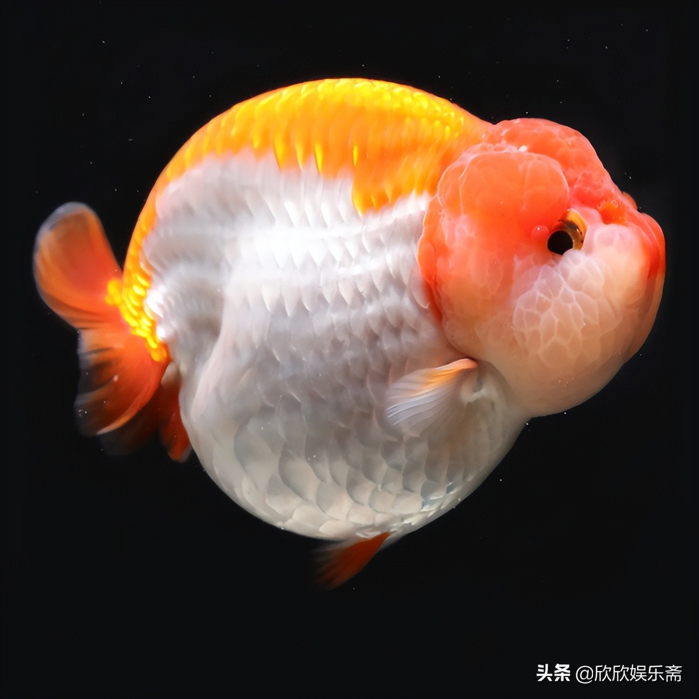 兰寿金鱼可以养在草缸吗,兰寿鱼缸开缸教程