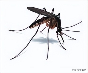 虫害控制的最新标准,虫害控制预防分哪几个阶段