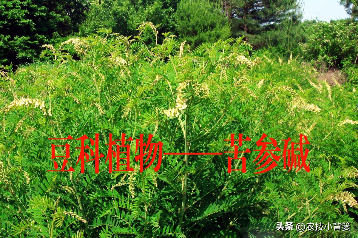 公认最好的对植物无害杀虫剂,植物广谱杀虫剂