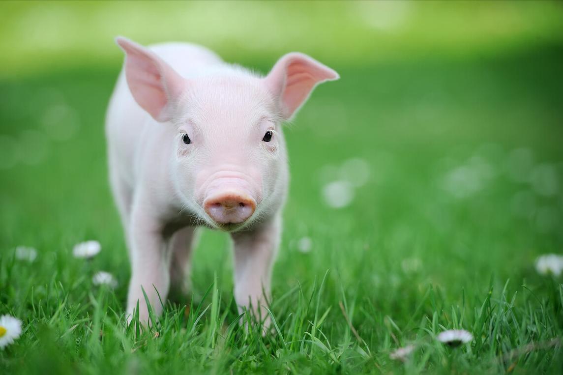 仔猪伪狂犬不能站立咋处理,猪伪狂犬怎么治