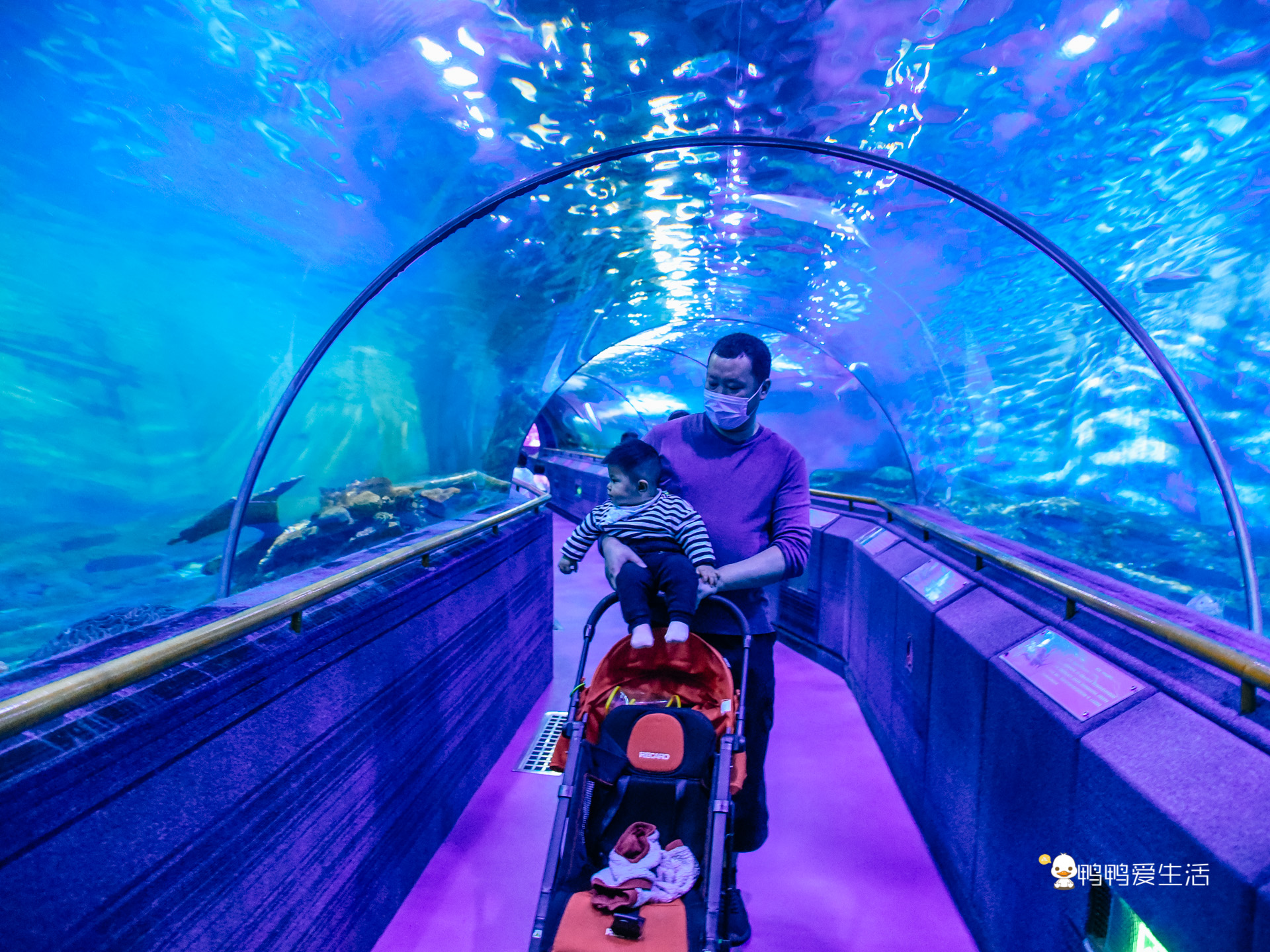 厦门鼓浪屿海底世界的抹香鲸,厦门鼓浪屿亲子旅游攻略
