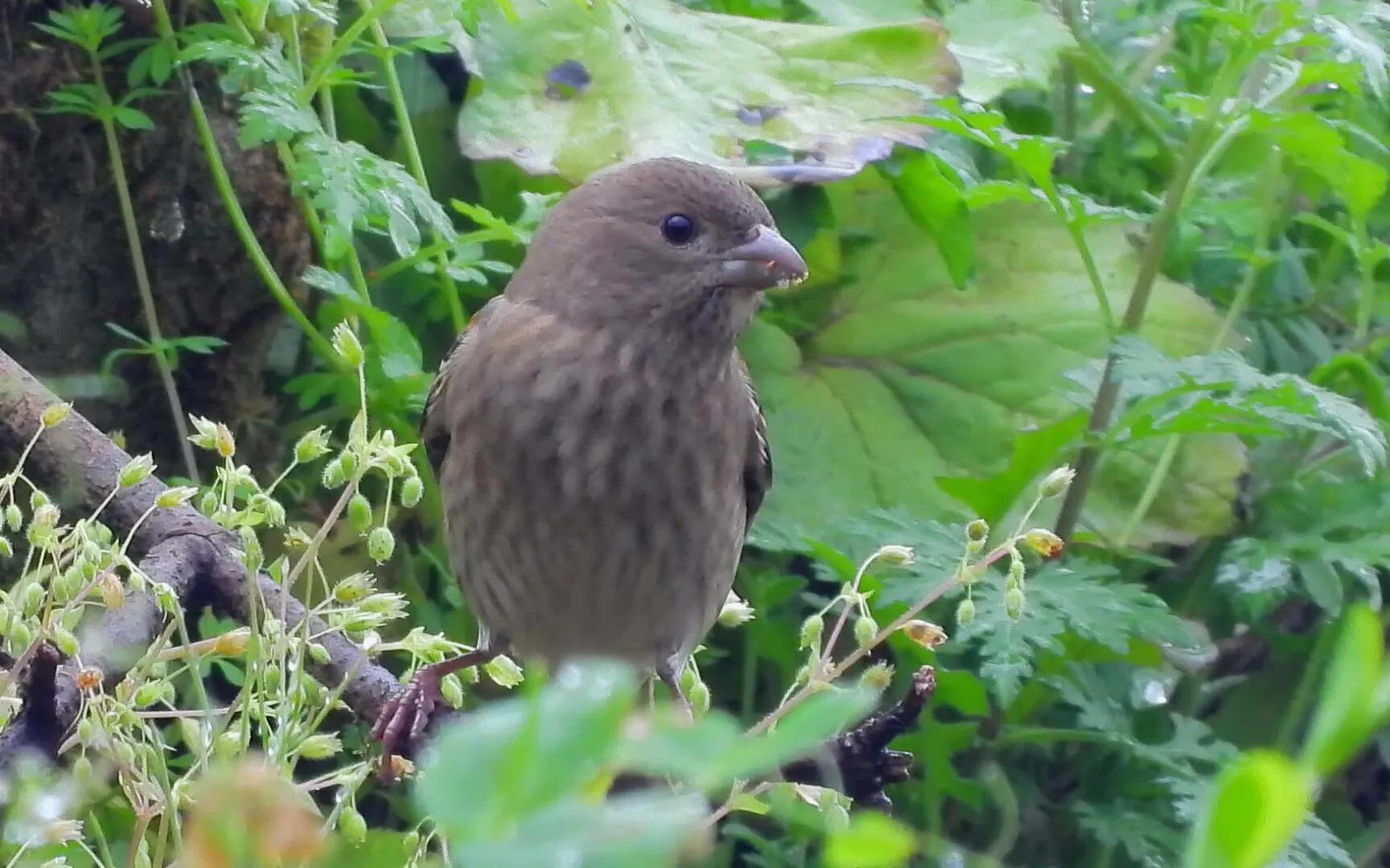 世界最美山水花鸟高清图片,精美山水花鸟图片大全