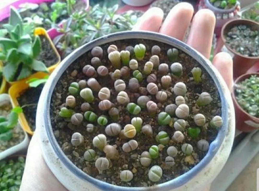 多肉植物石头开花,多肉石头花秋季