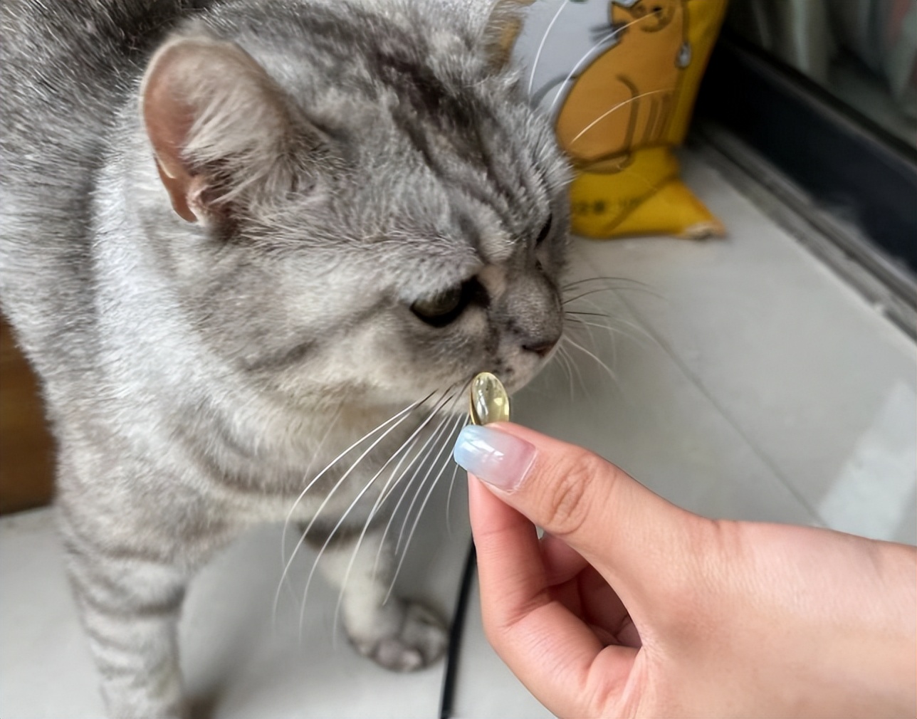 宠物鱼油哪一款比较好,宠物鱼油怎么选才是正确的