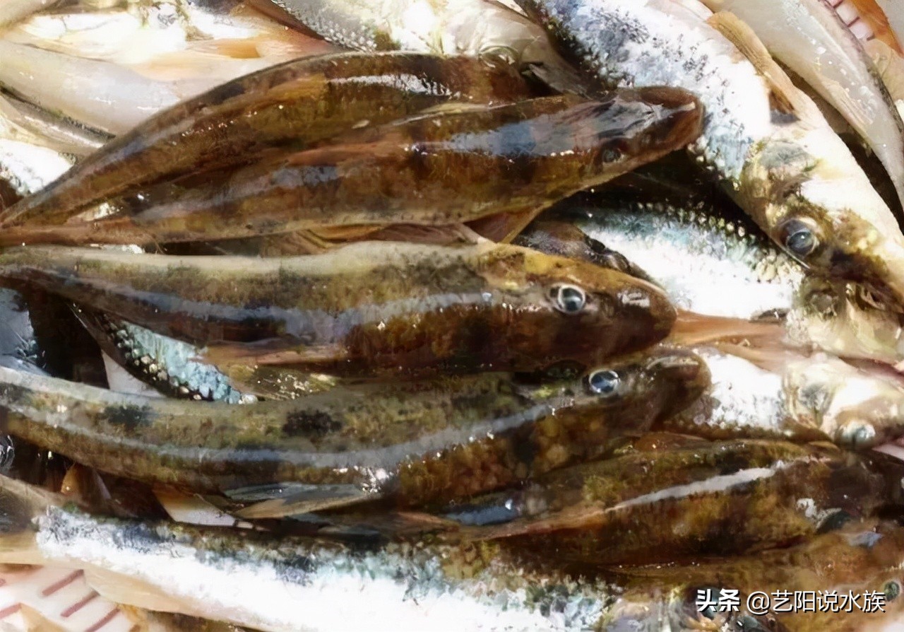 龙鱼可以喂饲料吗,养龙鱼需要加维他命吗