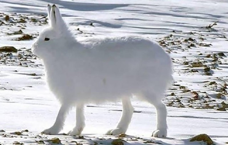 印度男子骑自行车去瑞典,印度小伙骑自行车追求瑞典女孩