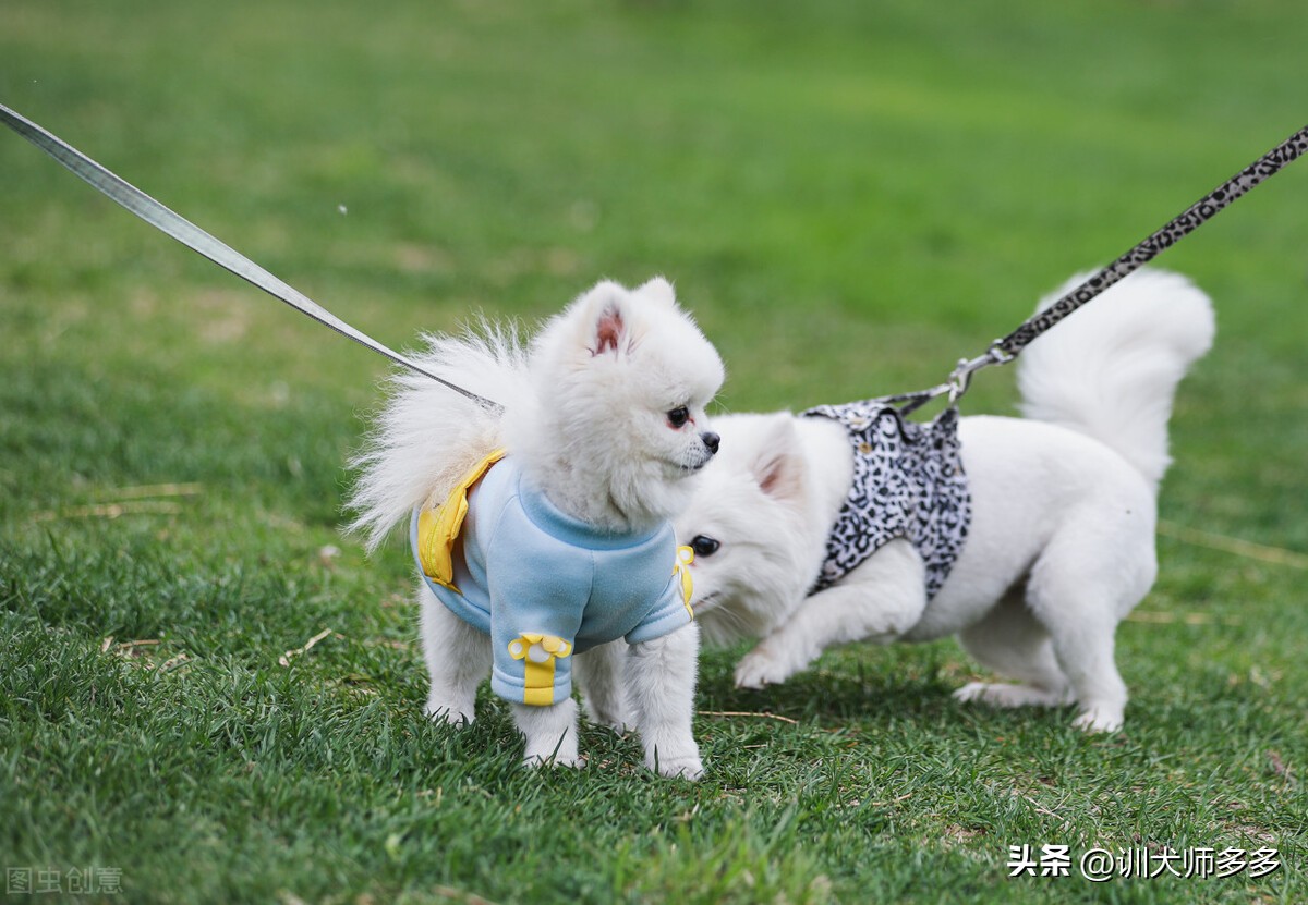 怎么训练狗狗上厕所时提醒主人,训练狗狗室内定点大小便正确方法