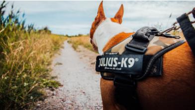 这几天狗狗不怎么吃狗粮怎么回事,狗狗这几天不肯吃狗粮怎么回事