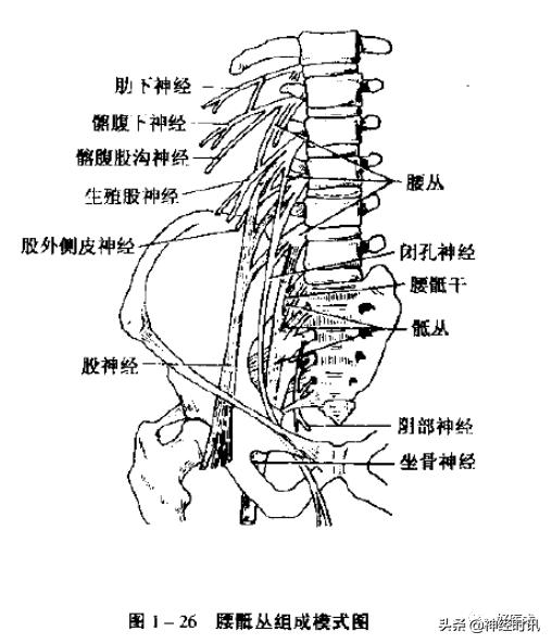 神经系统体表定位标准「基础干货分享」